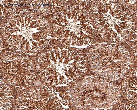 HUABIO HA500379 image 2