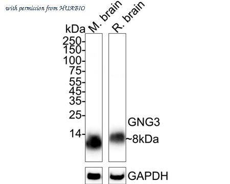 HUABIO HA500380 image 1