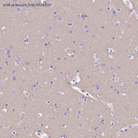 HUABIO HA500380 image 2