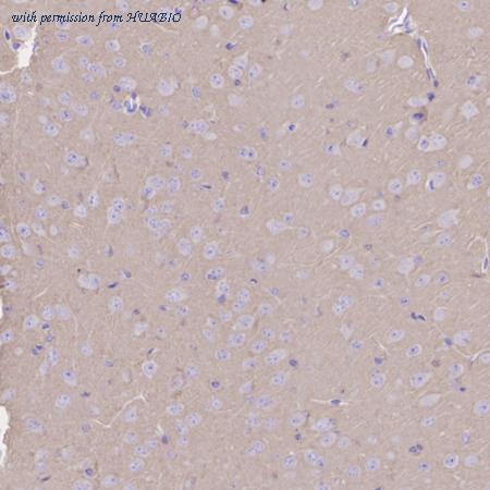 HUABIO HA500380 image 3