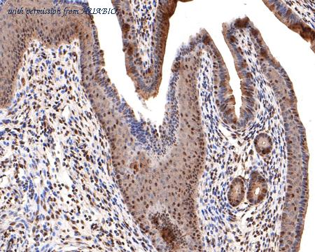 HUABIO HA500382 image 3