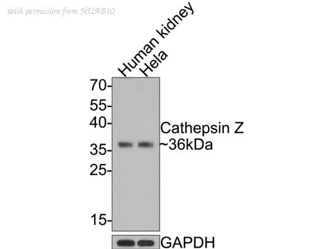 HUABIO HA500396 image 1