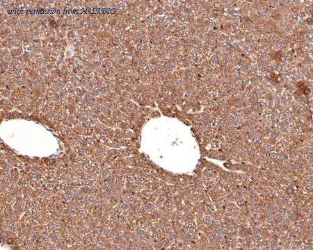 HUABIO HA500396 image 3