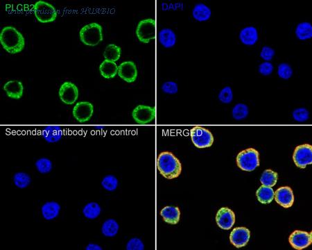 HUABIO HA500399 image 2