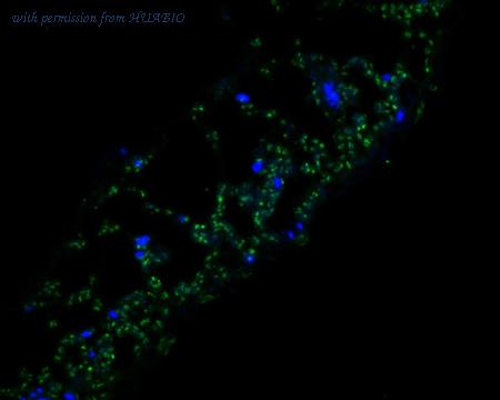 HUABIO HA500403 image 1