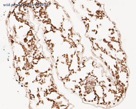 HUABIO HA500403 image 2