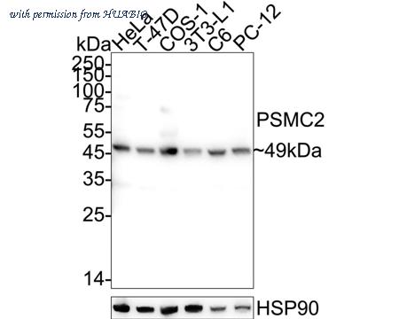HUABIO HA500404 image 1