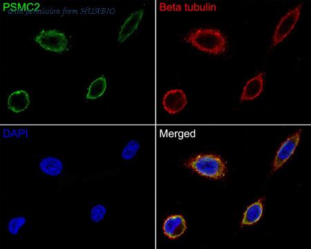 HUABIO HA500404 image 2