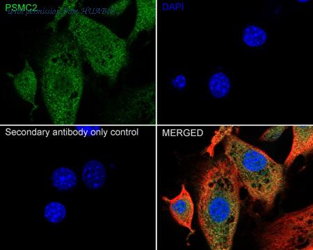 HUABIO HA500404 image 3