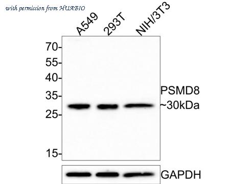 HUABIO HA500408 image 1