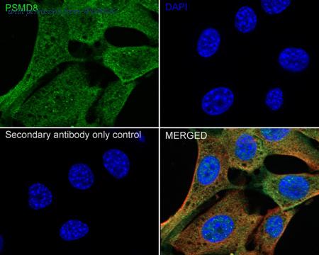 HUABIO HA500408 image 3