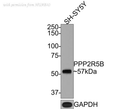 HUABIO HA500409 image 2