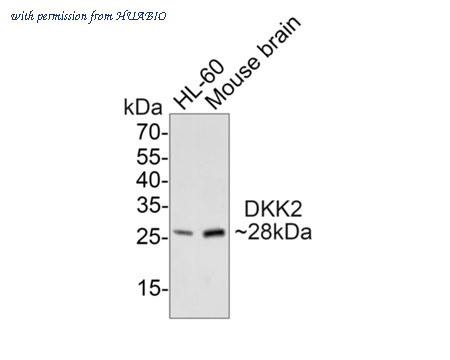 HUABIO HA500420 image 1
