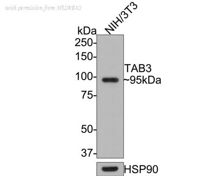 HUABIO HA500421 image 1