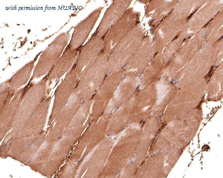 HUABIO HA500421 image 2