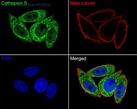 HUABIO HA500422 image 2