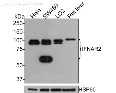 HUABIO HA500425 image 1