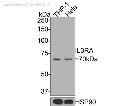 HUABIO HA500426 image 1