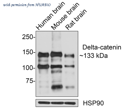 HUABIO HA500428 image 1
