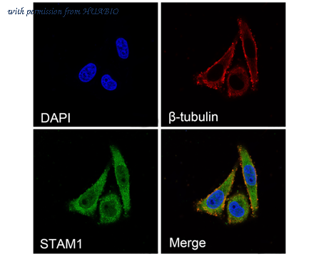 HUABIO HA500430 image 1