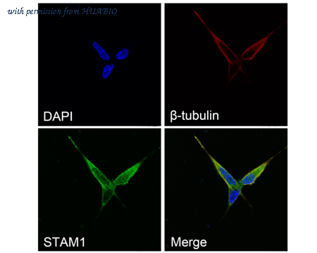 HUABIO HA500430 image 2
