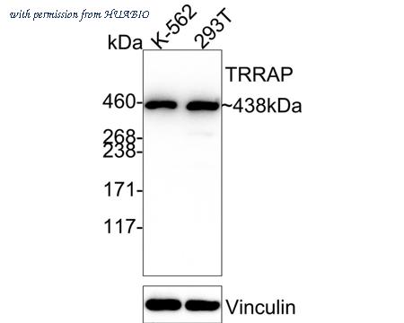 HUABIO HA500431 image 1