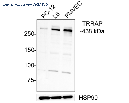 HUABIO HA500431 image 2