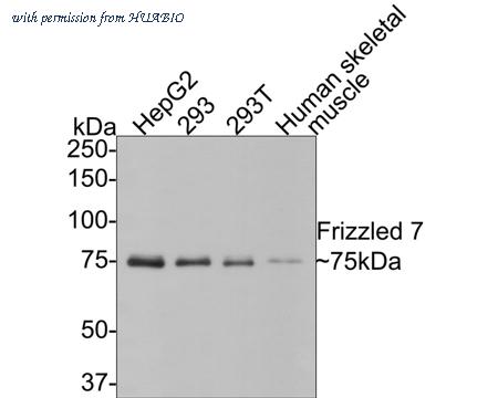 HUABIO HA500433 image 1