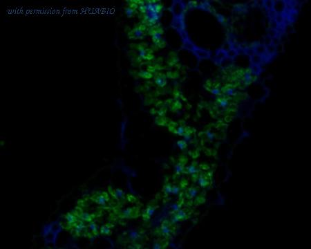 HUABIO HA500434 image 1