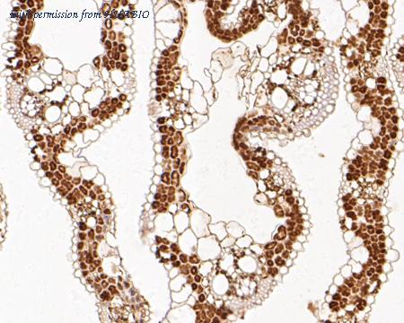 HUABIO HA500434 image 2