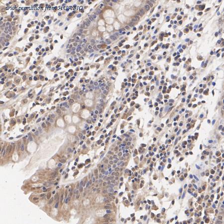 HUABIO HA500445 image 1