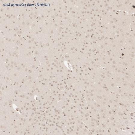 HUABIO HA500445 image 2