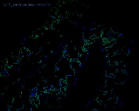 HUABIO HA500446 image 1