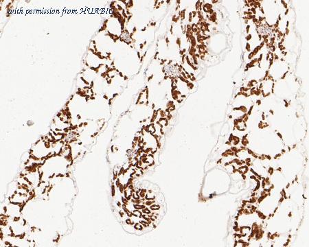 HUABIO HA500446 image 2