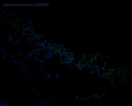 HUABIO HA500448 image 1