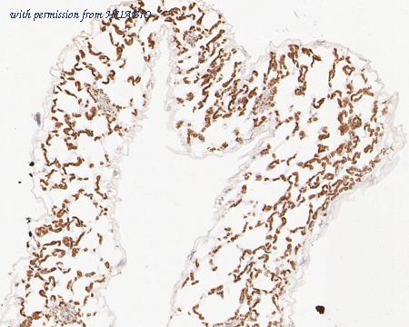 HUABIO HA500448 image 2