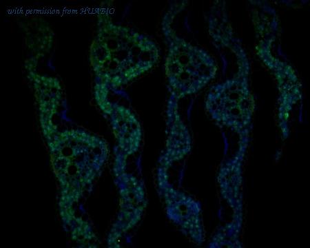 HUABIO HA500450 image 1