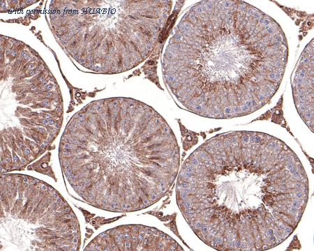 HUABIO HA500451 image 2