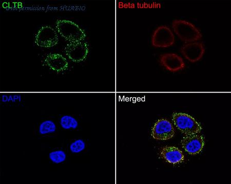 HUABIO HA500451 image 3