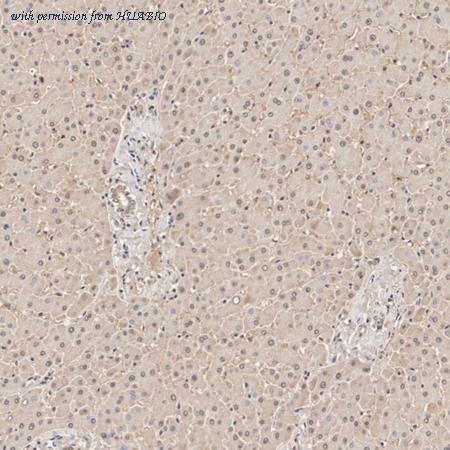 HUABIO HA500452 image 2