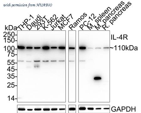 HUABIO HA500454 image 1