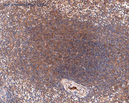 HUABIO HA500454 image 2