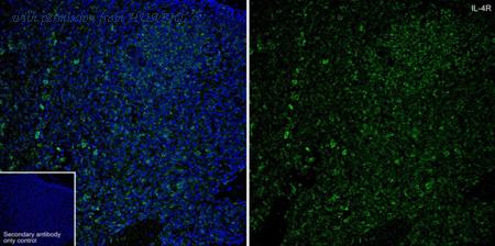 HUABIO HA500454 image 3