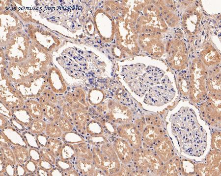 HUABIO HA500455 image 2