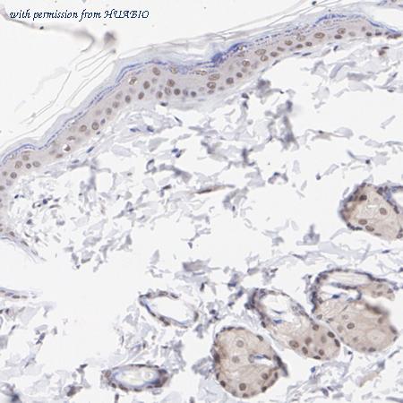 HUABIO HA500459 image 3