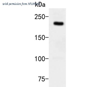 HUABIO HA500467 image 1