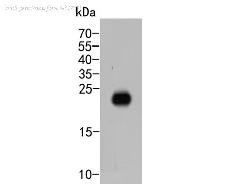 HUABIO HA500467 image 2