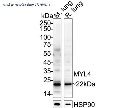 HUABIO HA500471 image 1