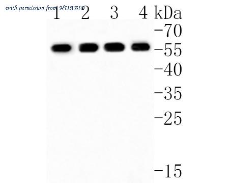 HUABIO HA500476 image 1