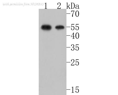 HUABIO HA500476 image 2